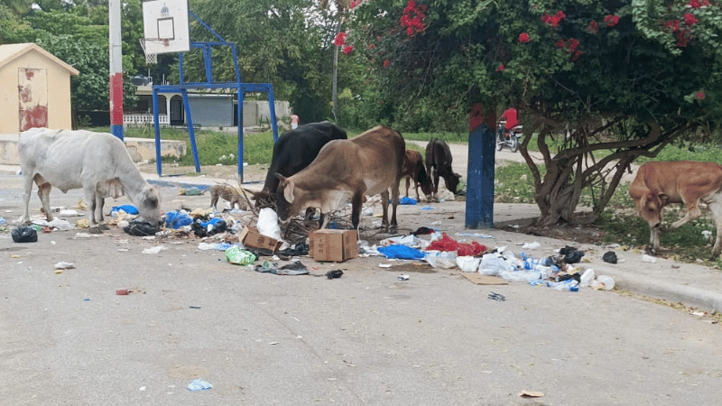 Vacas sueltas causan caos en Cabral: residentes exigen aplicación de sanciones