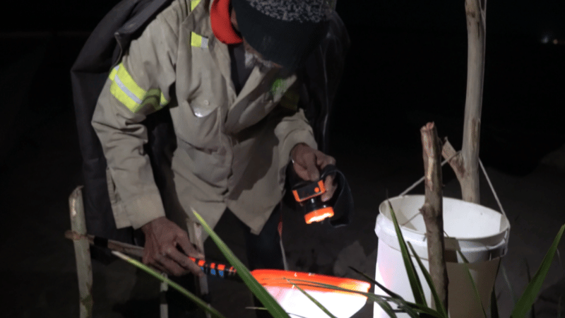 La pesca de anguilas: el negocio millonario que transforma los pueblos costeros del Este