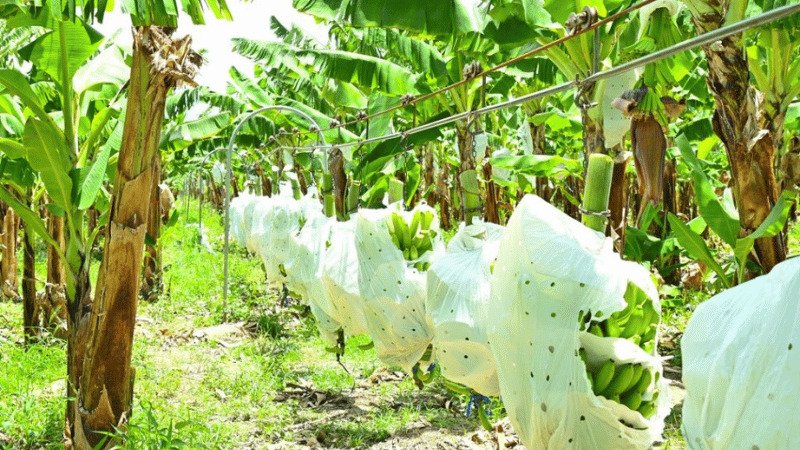 Más de 500 productores aseguran han ido a la quiebra en Valverde
