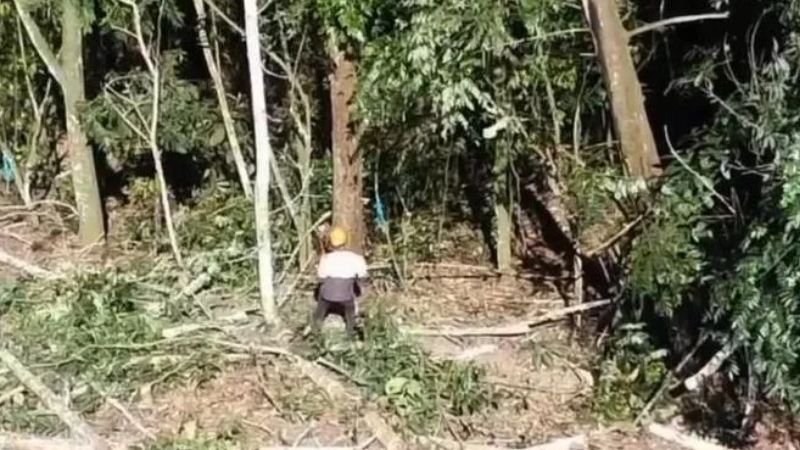 ¡Basta ya! Tala indiscriminada de árboles por parte de Barrick Gold amenaza recursos naturales en Cotuí