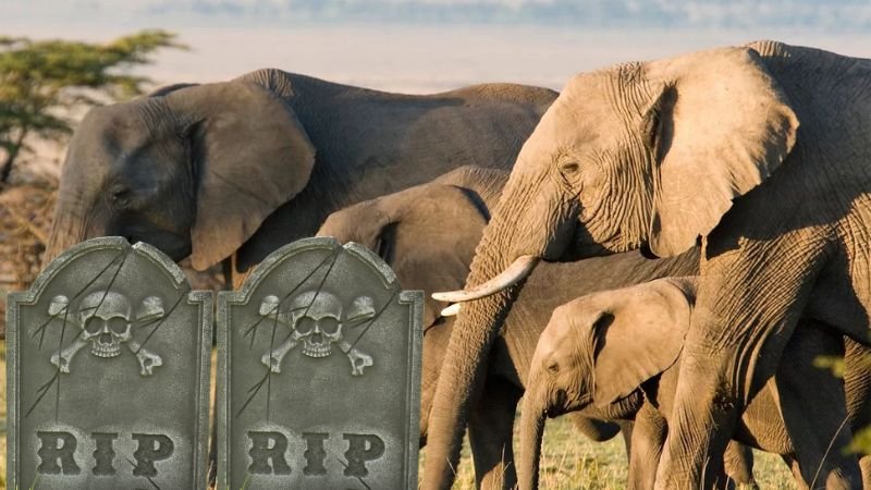 Trágicos Ataques de Elefantes en Kenia: Dos Muertos en una Semana