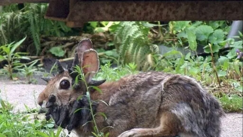 Conejos Frankenstein en Colorado virus provoca verrugas faciales parecidas a tentáculos