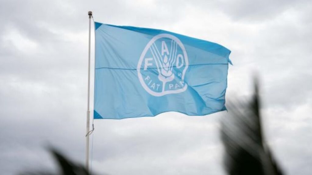 FAO alerta que solo el 35 % de las tierras en el mundo cuenta con título formal de propiedad