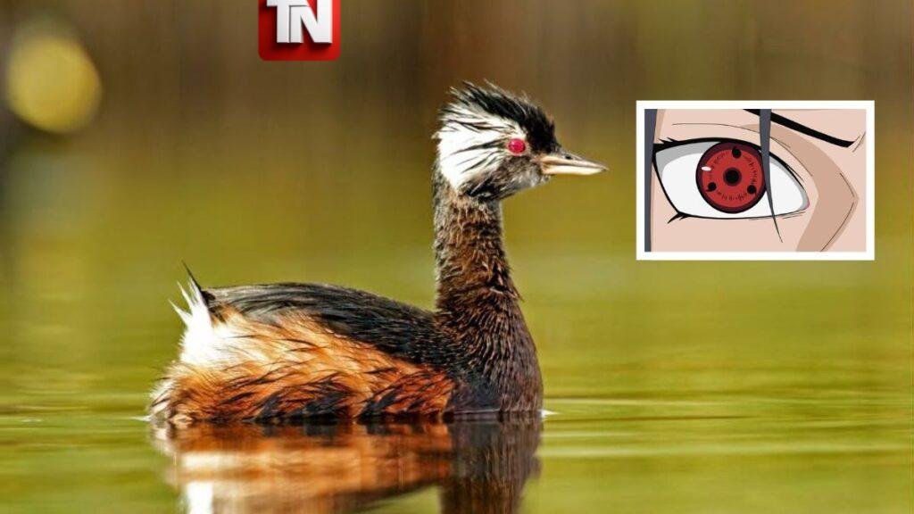 Zampullín en Chile se vuelve viral por sus ojos similares al “Sharingan” de Naruto
