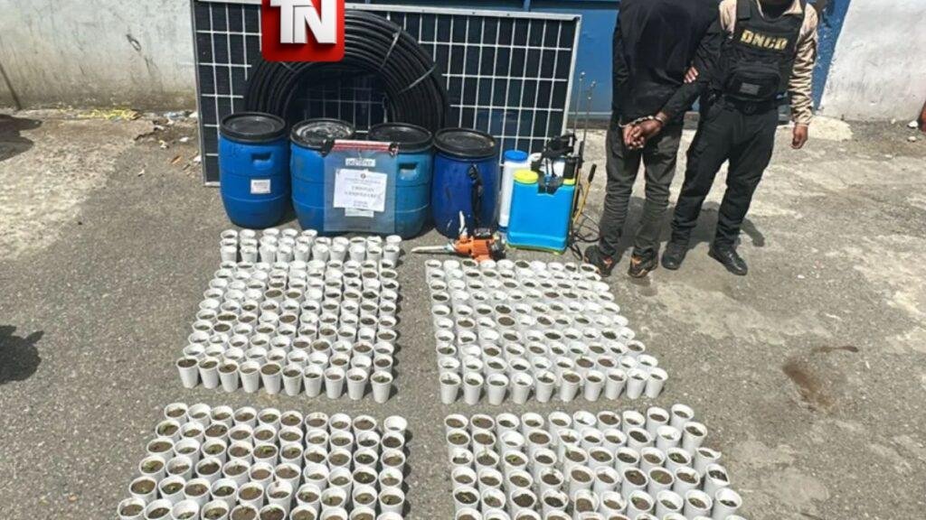 Desmantelan vivero clandestino con 421 plantas de marihuana durante operativo en Pedro Brand