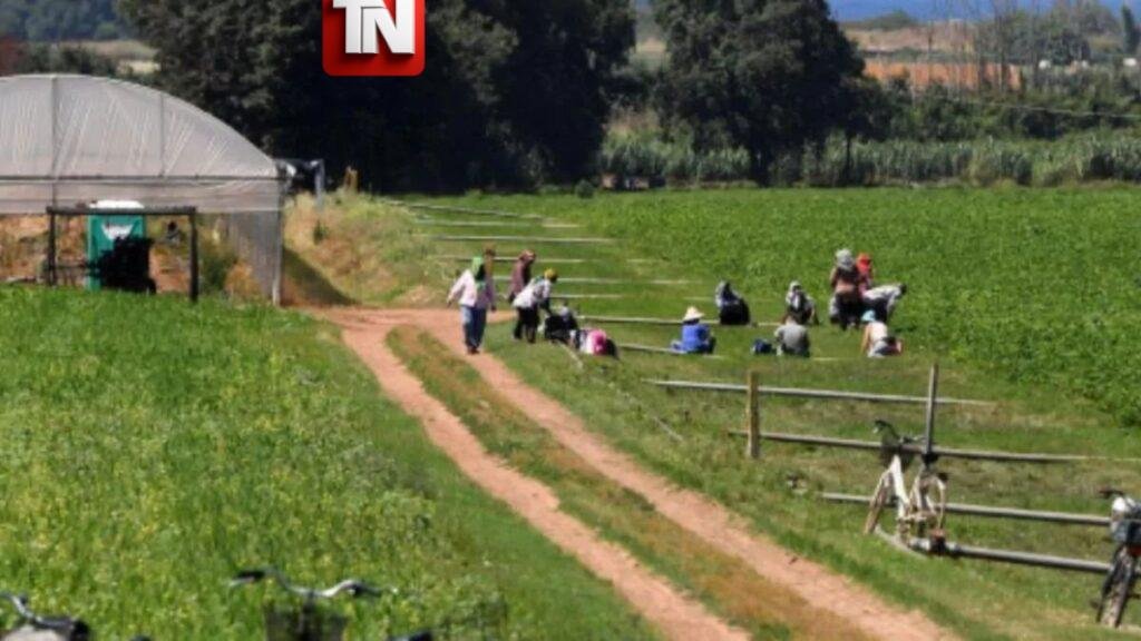 Condenan a 16 años de prisión a empresario italiano por abandonar a jornalero gravemente herido tras accidente laboral