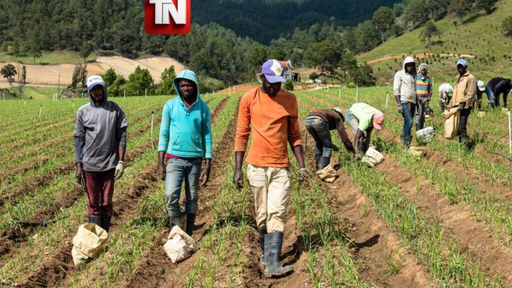 Migración advierte sobre dominicanos que facilitan la entrada irregular de haitianos e inspeccionará fincas y negocios agropecuarios